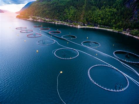 Is There a Better Way to Farm Fish? | The Tyee