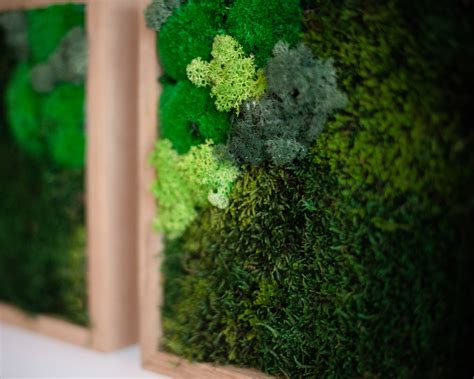 Reindeer Moss Wall Art Set of 3 Botanical Wall Art Set of 3 | Etsy