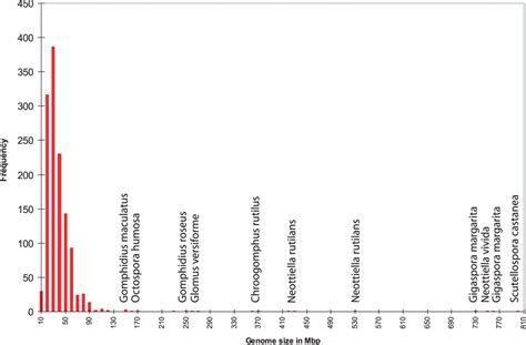 Histogram presenting fungal genome sizes (Mb) in the database. A... | Download Scientific Diagram