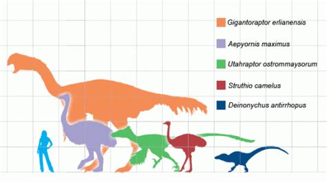 dinosaurs - Could a Human Ride a Raptor? - Worldbuilding Stack Exchange