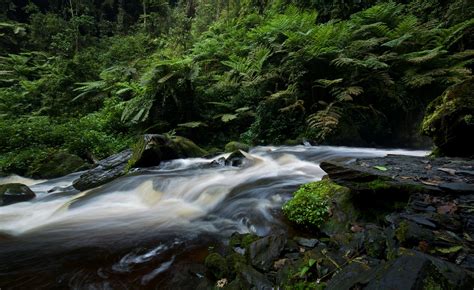 Nyungwe national park (Rwanda) | Flickr