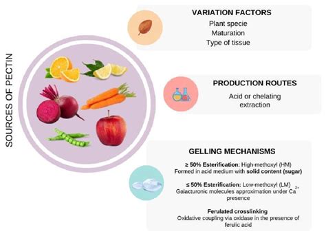 Pectin: sources, extraction method, and gelling mechanisms. | Download Scientific Diagram