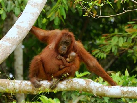 Wildlife conservation in Borneo | Responsible Travel