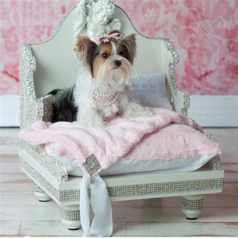 Posh puppies are the latest social status symbol | Slaylebrity