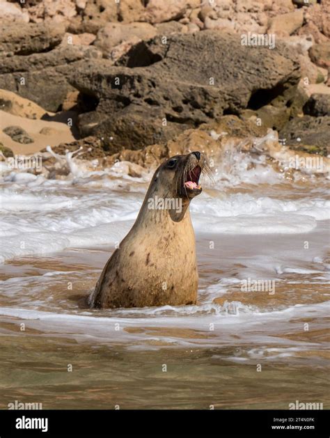 an Australian Sea lion bellowing in the water Stock Photo - Alamy