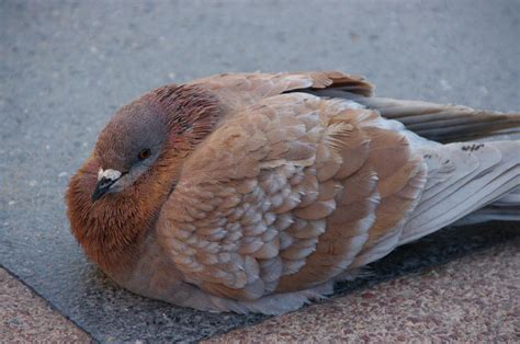 Brown Pigeon Photograph by Jeff Lowe - Fine Art America