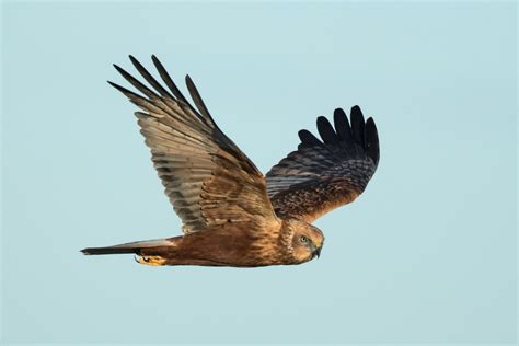 Western Marsh Harrier by Paul Coombes - BirdGuides