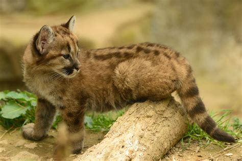 Mountain Lion Cubs | These beautiful Mountain Lion cubs are … | Flickr