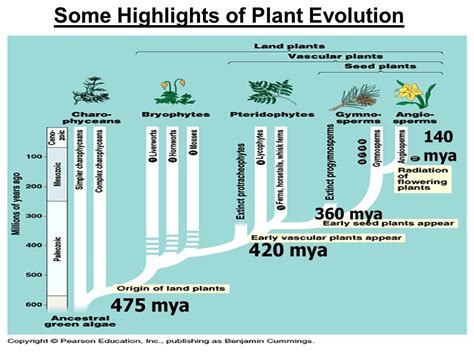 Image result for evolution of flowering plants timeline | Planting ...