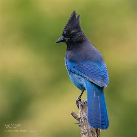 Stellar's Jay by jnsconstable. @go4fotos | Nature birds, Pet birds, Animals