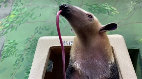 #NatZooZen: Mealtime for Chiquita the Tamandua - YouTube