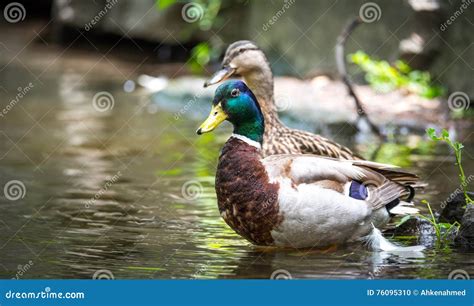 Colourful Male Drake Mallard Duck in this Mating Pair. Close Up on Ottawa River. Stock Photo ...