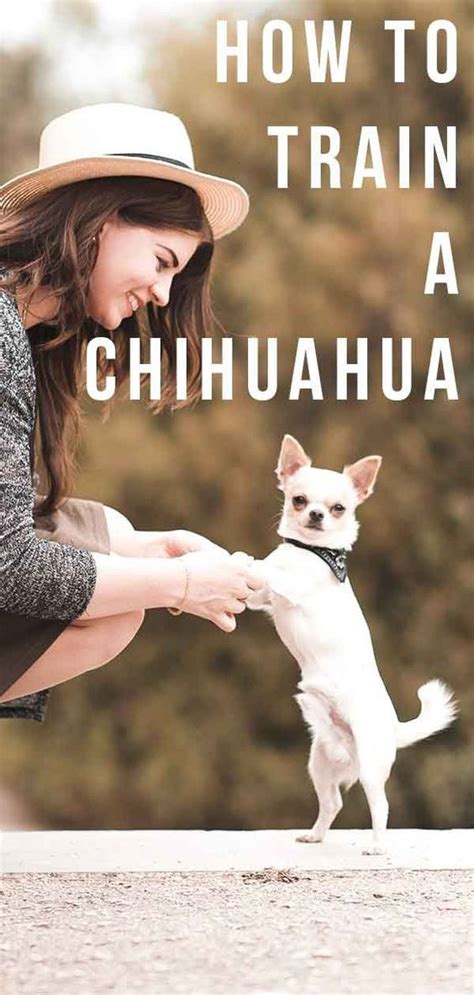 HOW TO TRAIN A CHIHUAHUA | Chihuahua training, Easiest dogs to train, Training your dog