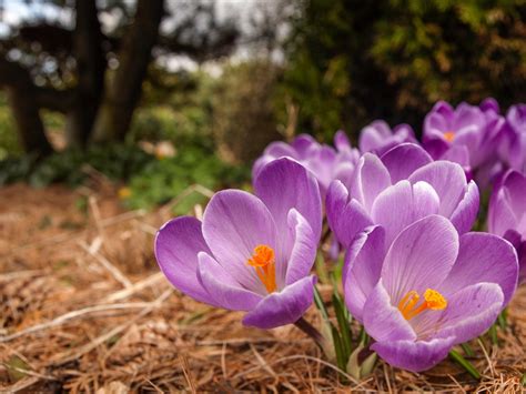 Wallpaper Spring flowers, crocuses, purple 1920x1200 HD Picture, Image