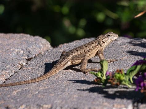 Lizards around Las Vegas - Travel To Eat