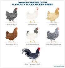 Plymouth Rock Chicken Breed guide - Eco Peanut