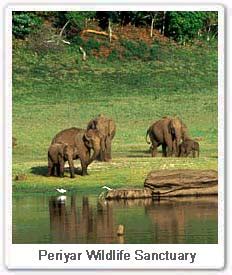 Periyar Wildlife Sanctuary, Periyar Wildlife India Tour, Periyar ...