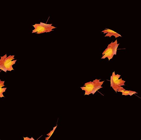 Falling Leaves Gif Transparent