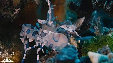 Harlequin Shrimp (Hymenocera elegans) - Devocean Pictures