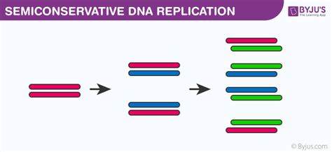 Difference between Conservative and Semiconservative Replication