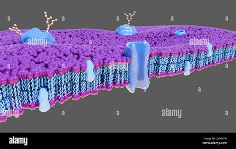 Biological membranes, illustration Stock Photo - Alamy