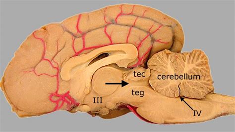 Dog Brain Anatomy