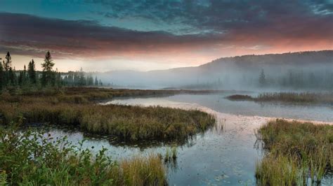 Misty freshwater marsh at dawn - backiee