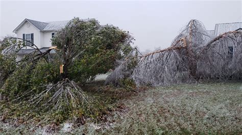 If an ice storm damages your trees, here's how you can salvage them | whas11.com