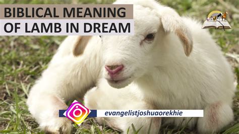 Biblical Meaning of LAMB in Dream - Spiritual Meaning of Sheep (Lamb) - YouTube