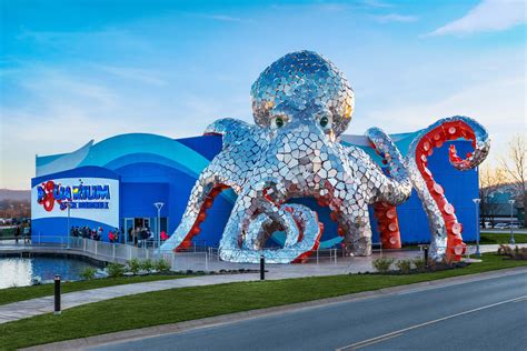 Aquarium at the Boardwalk: Aquarius Octopus - Demiurge LLC