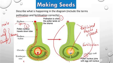 Seed formation, dispersal and lifecycle of a flowering plant - YouTube