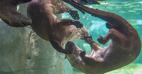 Swimming Otter Underwater