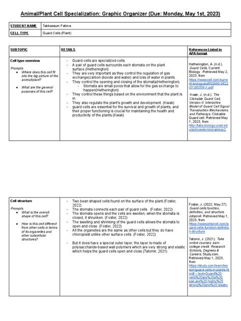 1 - Animal - Plant Cell Specialization - Graphic Organizer Template | PDF | Stoma | Cell (Biology)