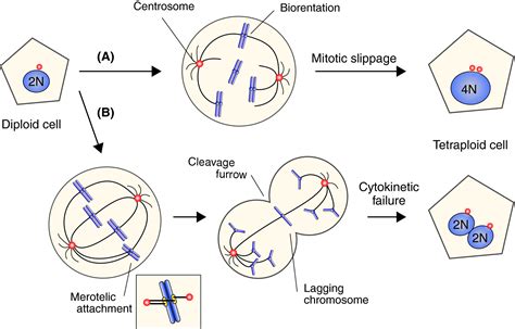 Tetraploidy in cancer and its possible link to aging - Tanaka - 2018 - Cancer Science - Wiley ...