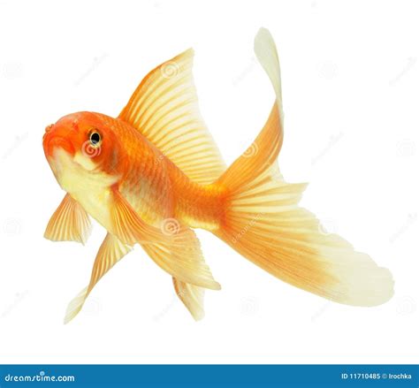 Poissons d'or image stock. Image du beau, nature, concept - 11710485