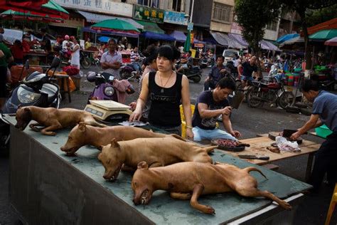 Chinese City Defends Dog Meat Festival, Despite Scorn - The New York Times