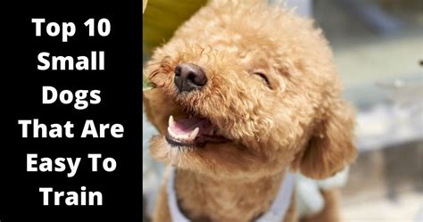 Top 10 Small Dog Breeds That Are Easy To Train - Dog Training Victory