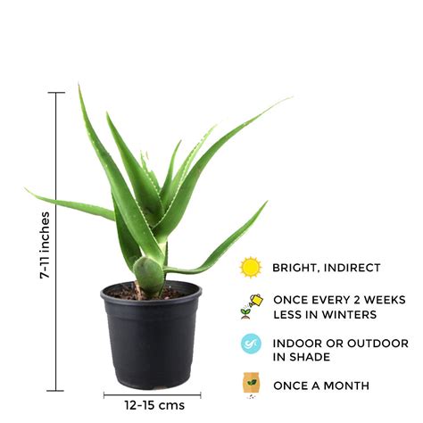 Aloe Vera Plant Air Purifier Indoor Plants for Home/Office – Gardengram