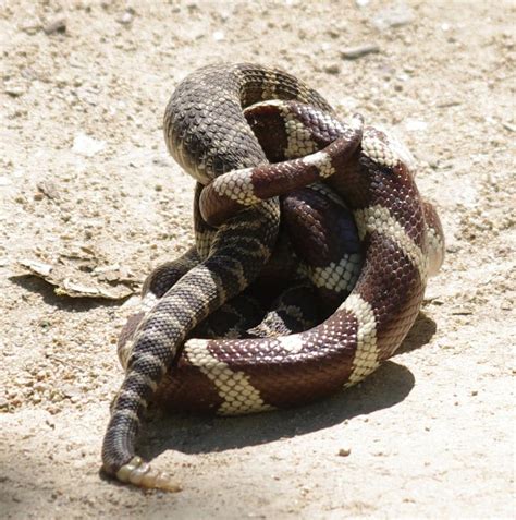 Kingsnake Eating Rattlesnake