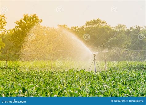 Watering Corn Field in Agricultural Garden Stock Photo - Image of growth, plastic: 102027816