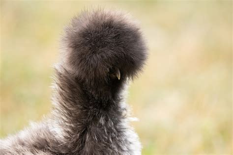 Silkie Chicken Breed Guide — Practical Self Reliance