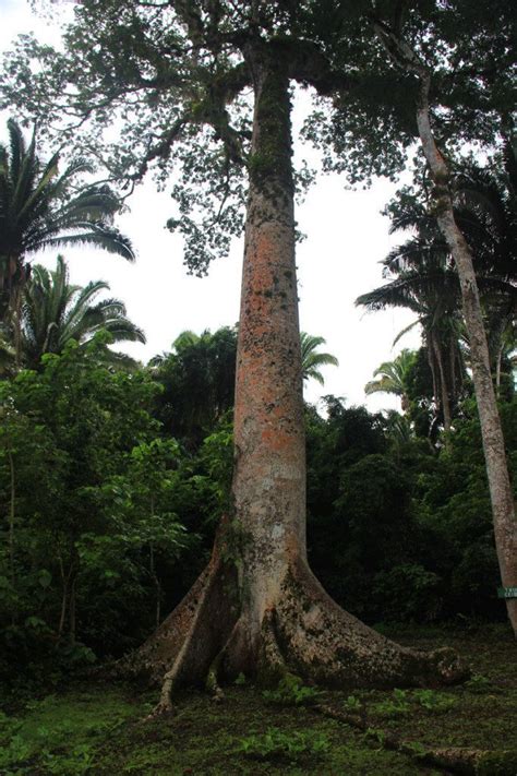 Belize Snapshot: Ceiba Tree | GloboTreks