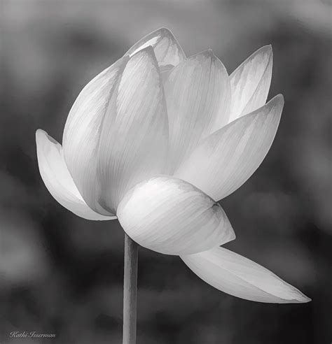 Kenilworth Aquatic Gardens Photograph - Lotus Flower Sans Color by Kathi Isserman Kenilworth ...