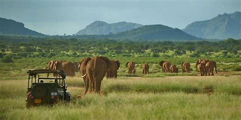 Best Time to Visit Samburu National Reserve | Kenya Safaris Tours