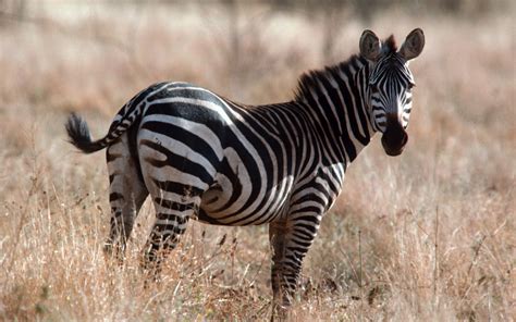 Beautiful And Dangerous Animals/Birds Hd Wallpapers: Zebras Lovely Hd ...