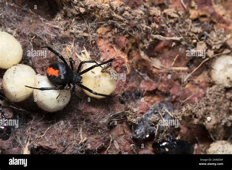 Female Redback spider with eggs, Latrodectus hasseltii, Satara, India Stock Photo - Alamy