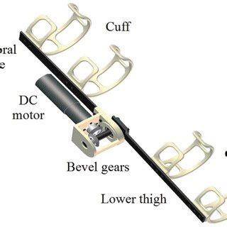 Schematic diagram depicting the stretch or myotatic reflex arc. The ...