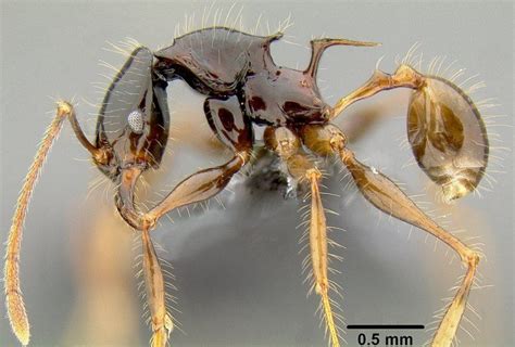 Evolutionary genetics study shows how ants conquered the world in two ...