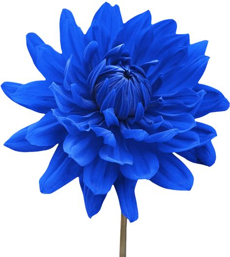 Download Png Single Flower Transparent Single Flower Png Images - Blue ...