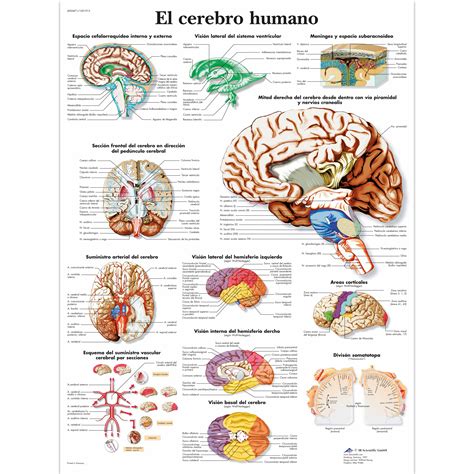 El cerebro humano Lámina | Anatomical 3D